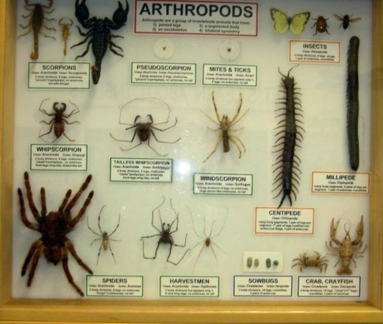 Collection of arthropods at Bug House.