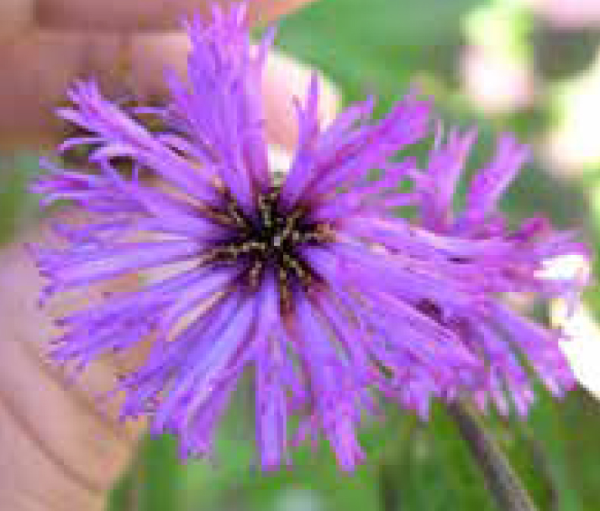 Ironweed, Missouri ironweed