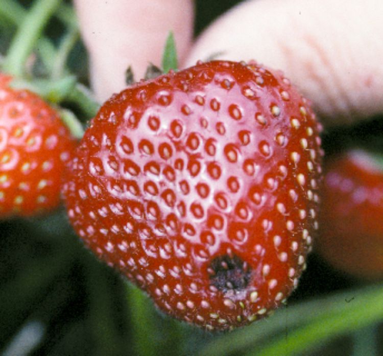 Early symptoms of anthracnose fruit rot in strawberries.