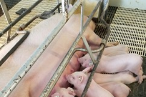 UPDATE: Progress toward PRRSv-resistant pigs