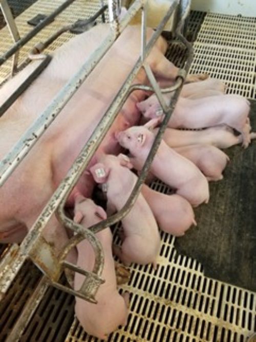 Piglets suckling.