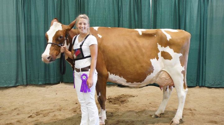 History Of Dairy Cow Breeds Red And White Msu Extension