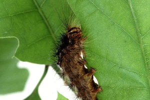 Spongy moth in Christmas tree production: What to know to sell your trees