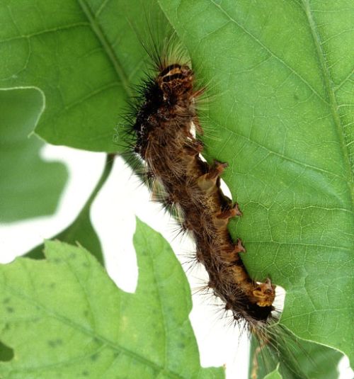 Spongy moth larva on leaf.