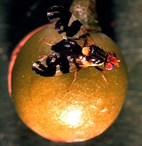 Adult fly has a black abdomen and is slightly larger than the cherry fruit fly. The clear wings have bands that are darker and wider than the cherry fruit flyâ€™s with a characteristic â€œdoughnut-holeâ€ marking on the wings. 