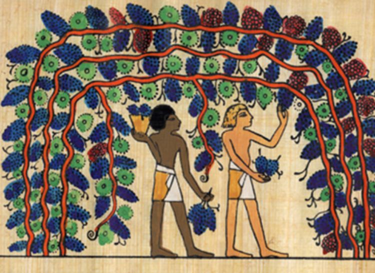 Grape harvesting in ancient Egypt.  Singer et al., 1954. A History of Technology. Vol 1. Fall of Ancient Empires.