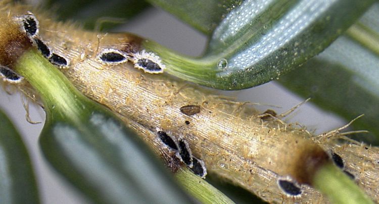 Hemlock woolly adelgid nymphs on a hemlock shoot.