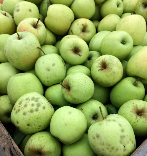 Golden Delicious apples with known brown marmorated stink bug injury. Photo: Amy Irish-Brown, MSU Extension.