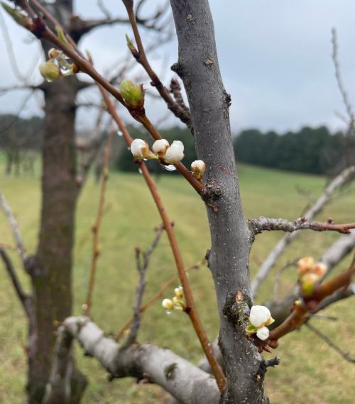 Plum fruit starting to bloom.