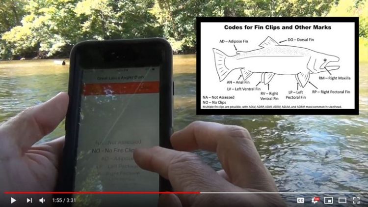 A picture of someone holding a phone standing by a river using the Great Lakes Angler Diary. A graphic of a steelhead fish with the body parts identified is in the upper right corner of the picture.