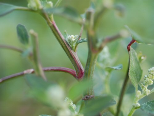  Common Lambsquarters3.jpg 