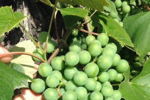 Southwest Michigan grape scouting report for July 28, 2015