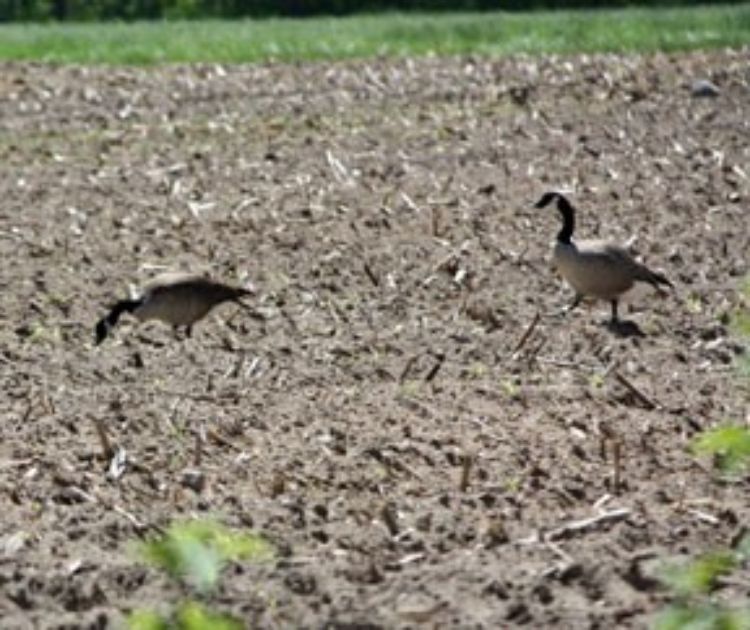 Canada geese in a field