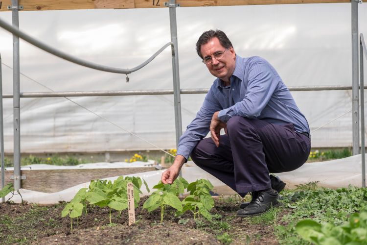 Irvin Widders, director of the Legume Innovation Lab