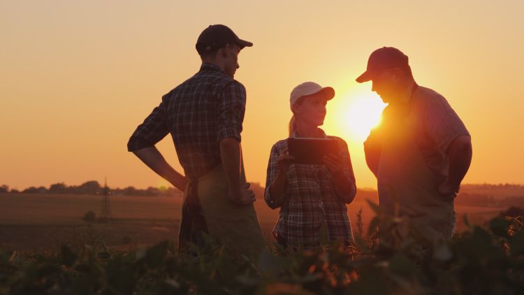 Three people working and observing a field during a sunset