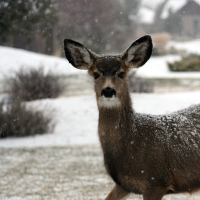 whitetail deer standing in snow