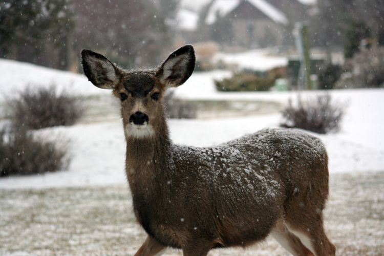 whitetail deer standing in snow