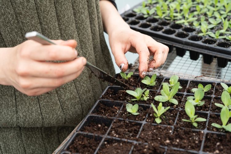 A person planting flowers in a tray.