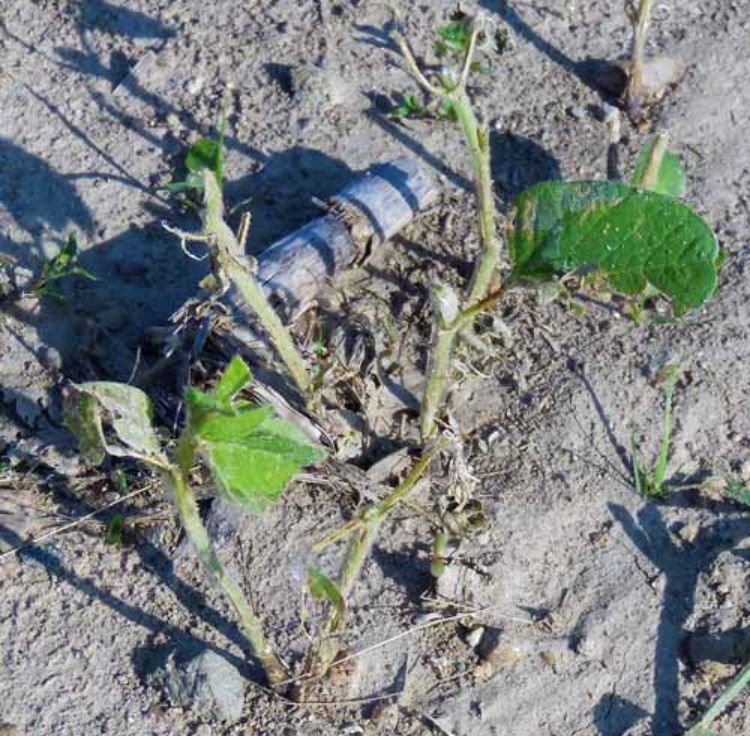 Hail-damaged plants.