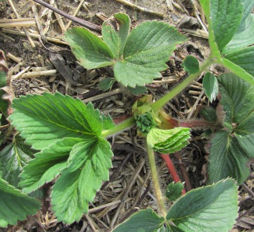 Strawberry plant