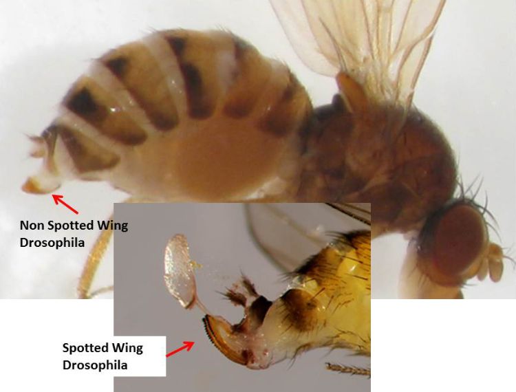 Differences between non spotted wing Drosophila and other Drosophila caught in traps baited with the new TRECE synthetic lure. Photo credits: Carlos Garcia and Rufus Isaacs, MSU