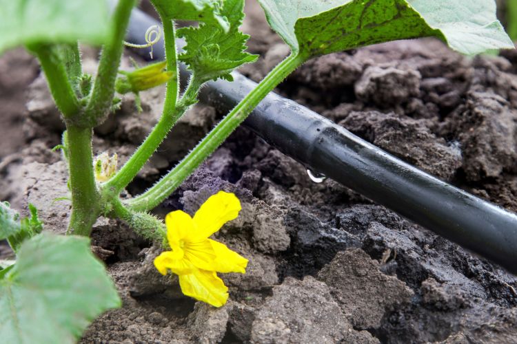 Drip irrigation system in cucumber.
