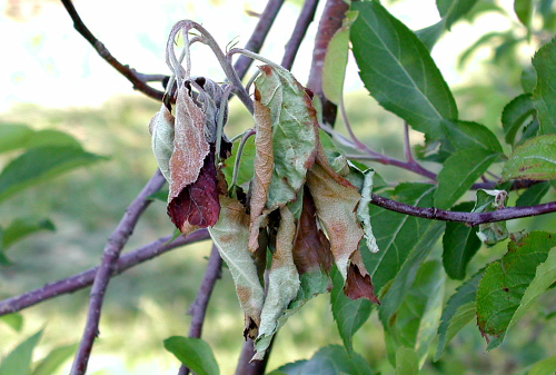  Blighted shoots often form a â€œshepherdâ€™s crookâ€ at the tip. 