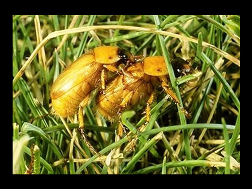 Two Masked Chafers mating 