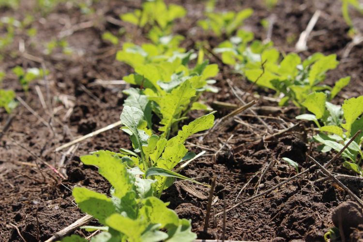 A view from the soil-level of oilseed radish established at the Steve Brock Dairy Farm in Menominee County.