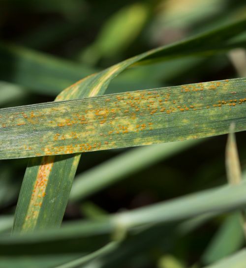 Stripe rust can be found in many wheat fields in central and western Michigan. All photos: Fred Springborn, MSU Extension.