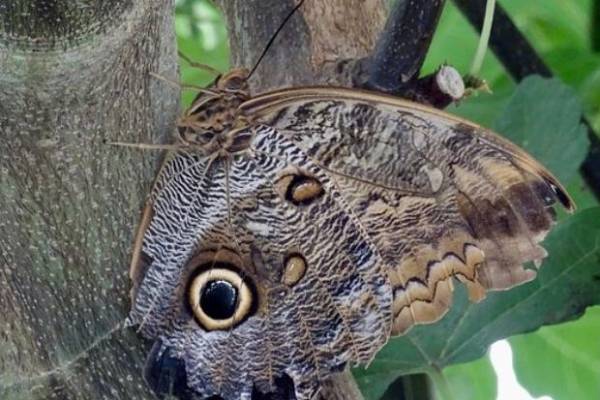 Exploring disguise and mimicry camouflage with youth - 4-H Environmental &  Outdoor Education