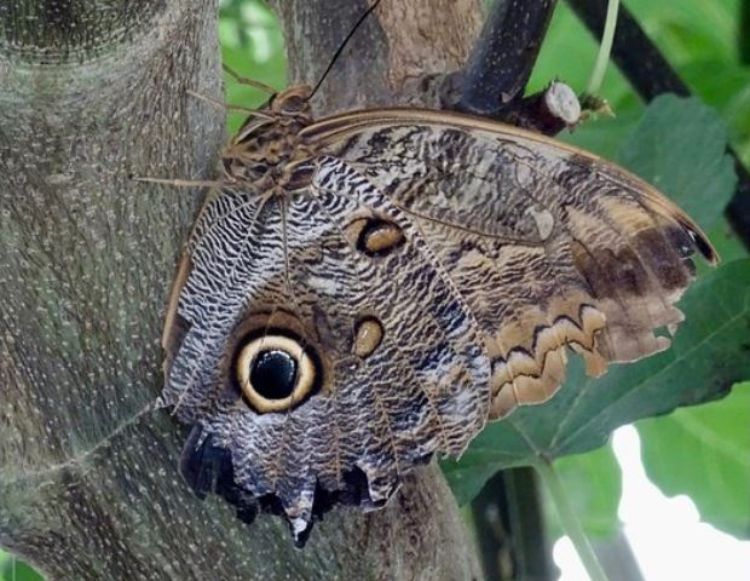 Owl butterflies