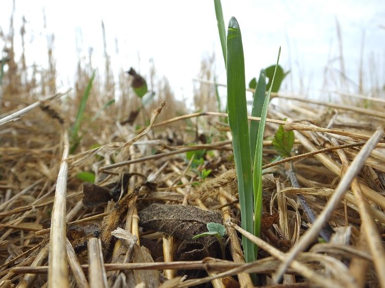 A picture of cover crops