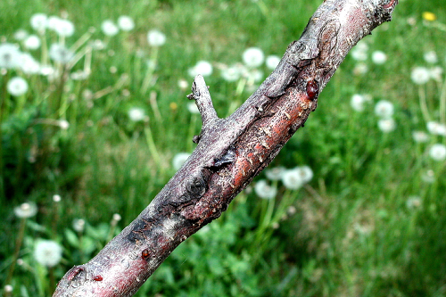 Cankers on a limb.