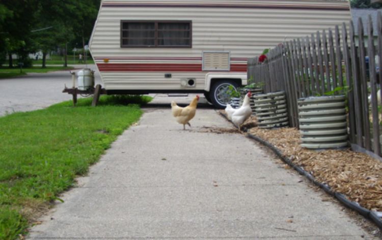 Chickens on sidewalk