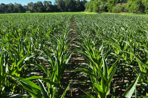 Southwest Michigan field crops update – June 23, 2022