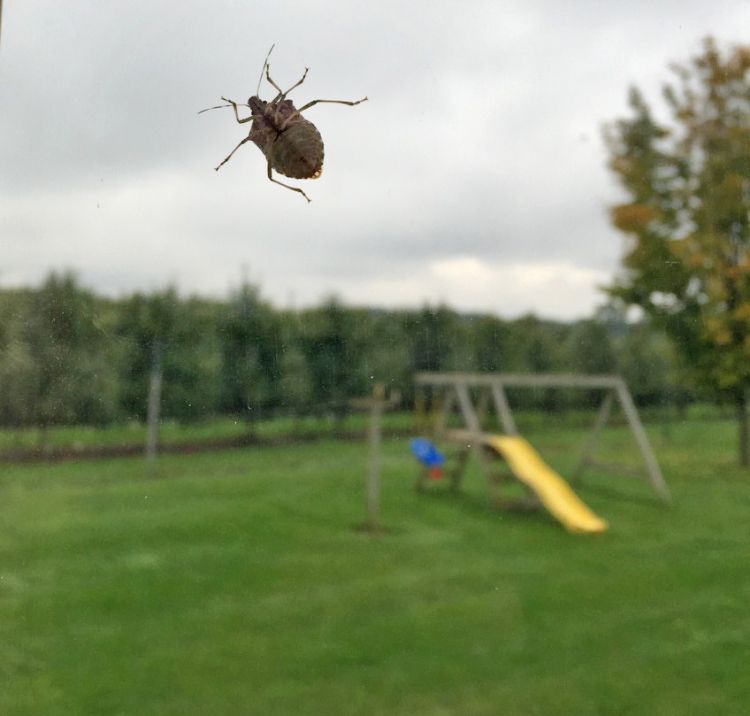 Adult brown marmorated stink bugs like to move into homes in the fall to take shelter for the winter. They are harmless to humans and pets, but are on the verge of being an important pest in fruit and vegetable crops in Michigan. Photo by Jim Engelsma.