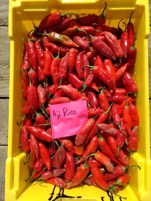 Aji Rico peppers