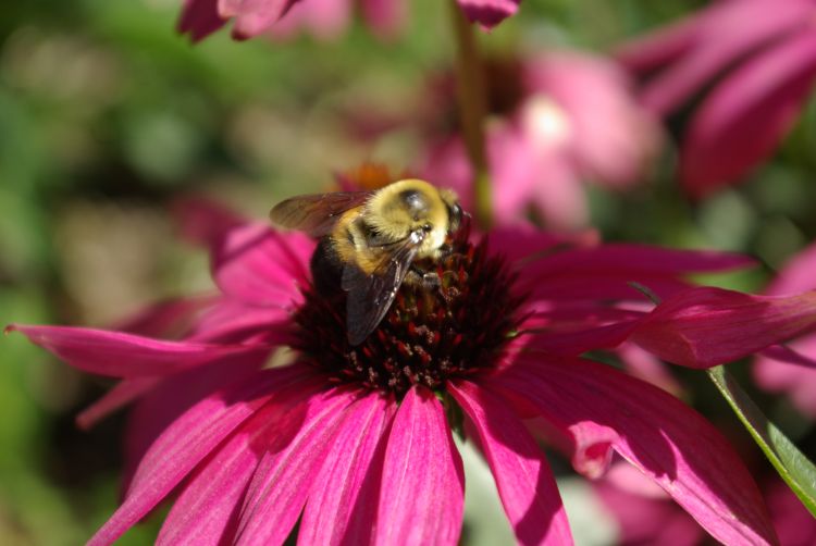 A bee finds a coneflower. Photo by Rebecca Finneran.