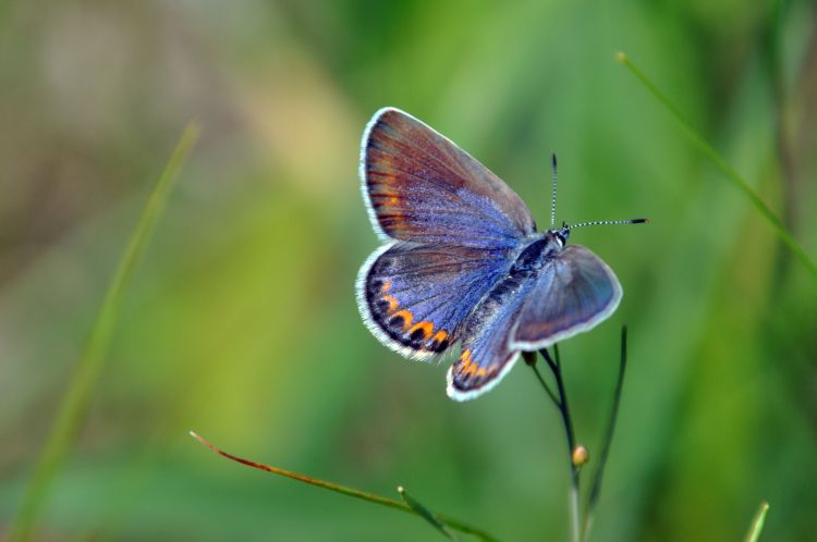 A female karner blue butterfly landing on a plant.