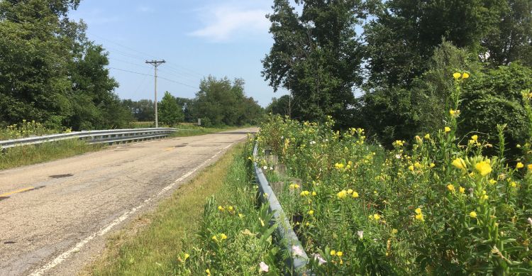 Patches of bright yellow flowers alongside a road.