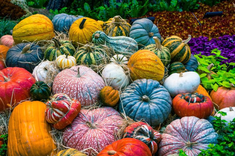 A variety of pumpkins and gourds.