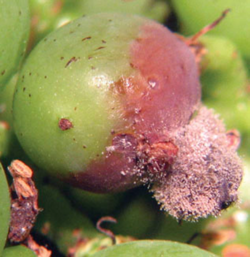  Grayish mold develops on infected berries. Berry becoming infected from moldy blossom. 