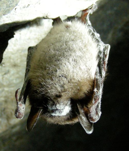 A little brown bat affected by white-nose syndrome.