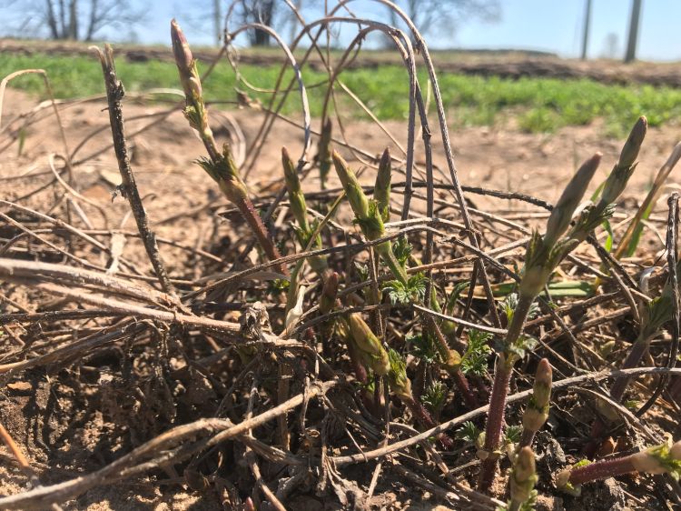 Hops emerging from the ground.