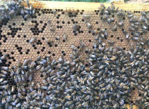 Photo of adult honey bees on a frame of honey bee sealed brood.