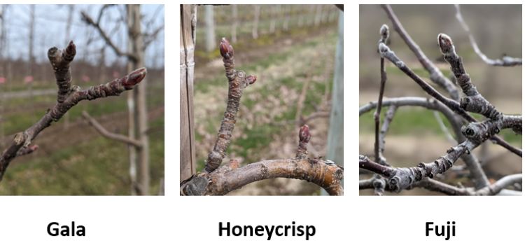 Gala, Honeycrisp and Fuji apple buds.