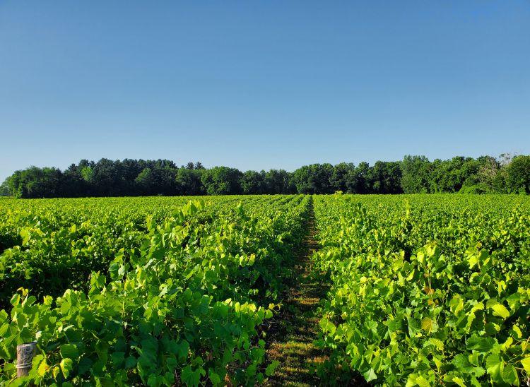Grape vineyard