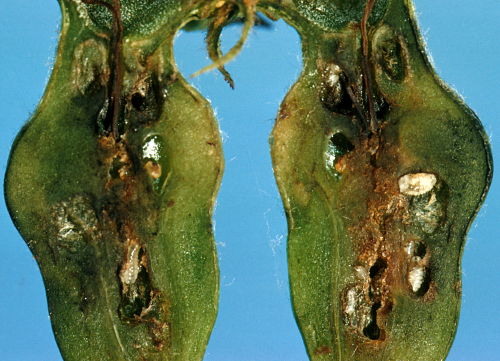  The developing grub feeds in the seed cavity, causing fruit distortion. 