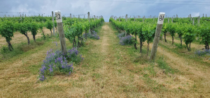 Michigan grape scouting report – June 9, 2021